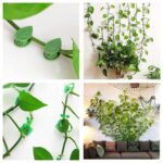 10 Pcs Plant Climbing Wall Fixture Clips (Self-Adhesive) - Image 3