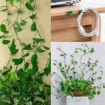 10 Pcs Plant Climbing Wall Fixture Clips (Self-Adhesive) - Image 4
