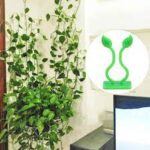 10 Pcs Plant Climbing Wall Fixture Clips (Self-Adhesive) - Image 5